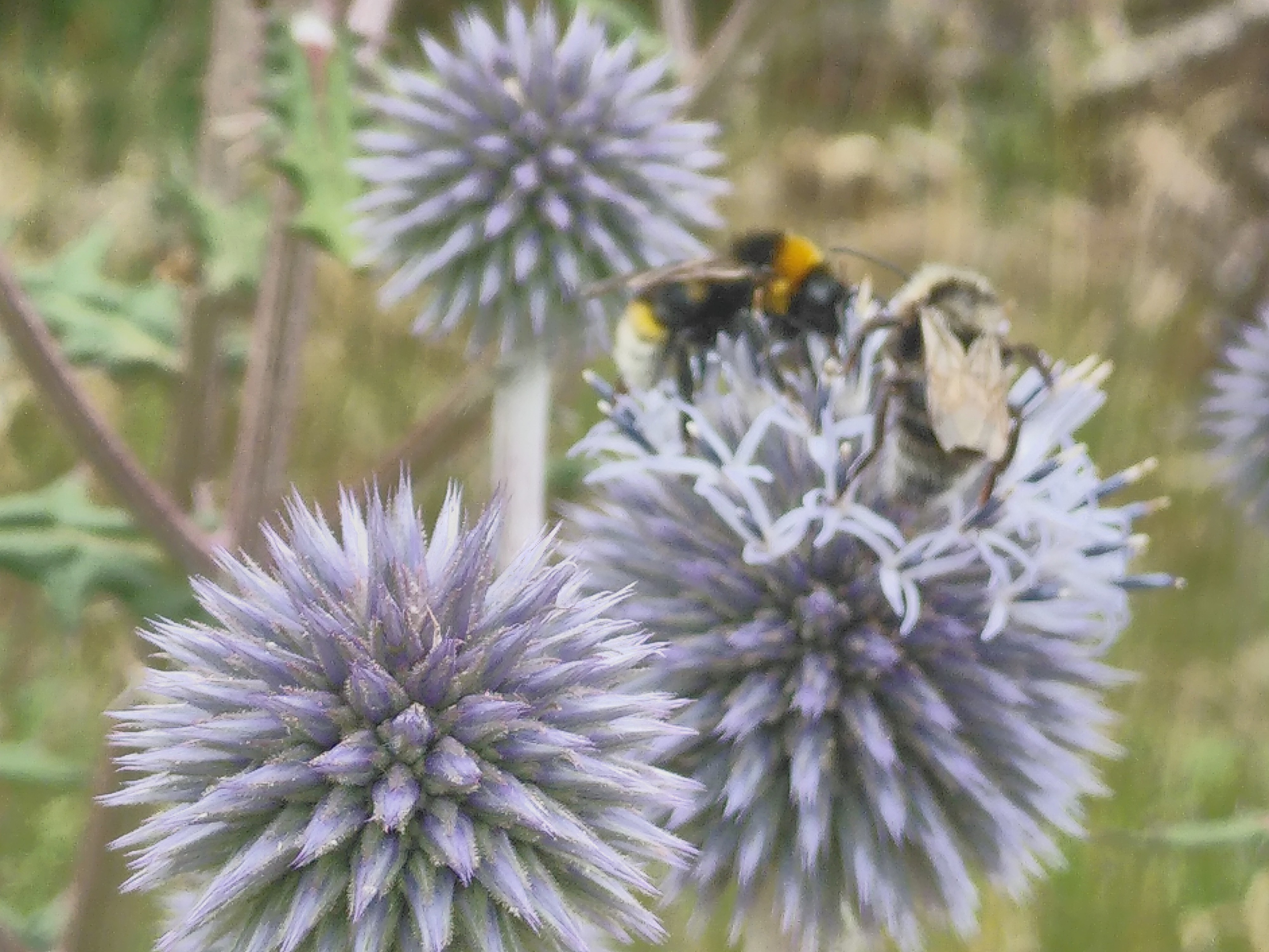 Drüsenblättrige Kugeldistel